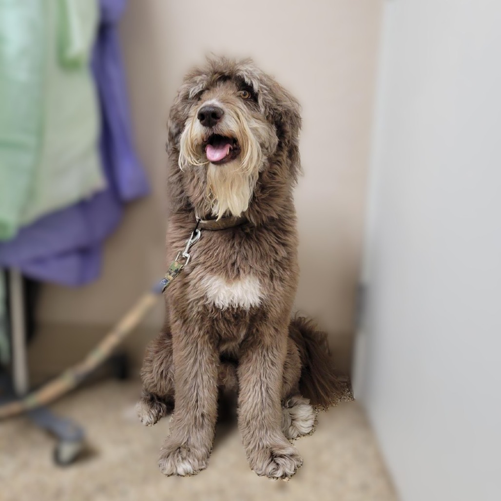 EGGBERT - Poodle / Husky available for adoption