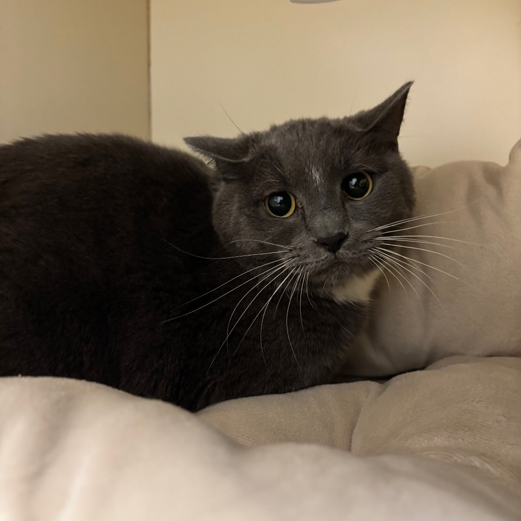 Jinxy, photo 2
