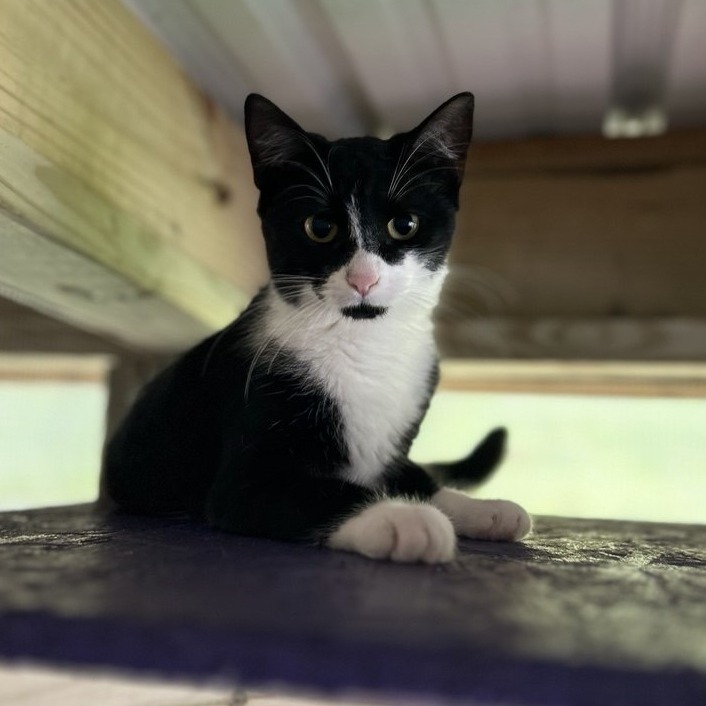 Rosie