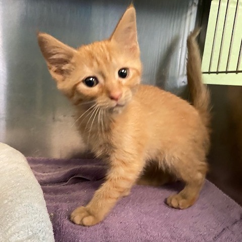 CHEETO - Domestic Shorthair available for adoption