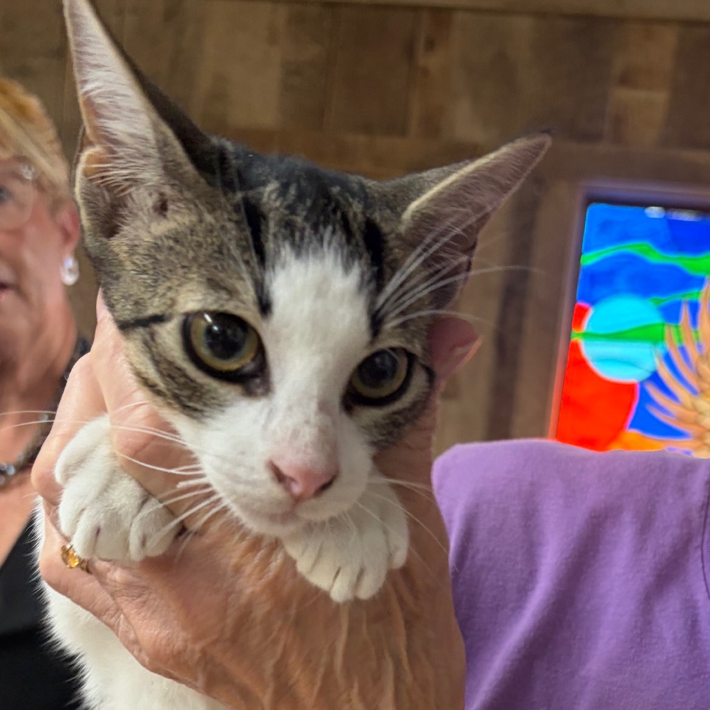 Daisy Dills