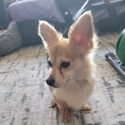 Animal namedGinger