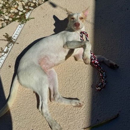 Wafer, photo 4