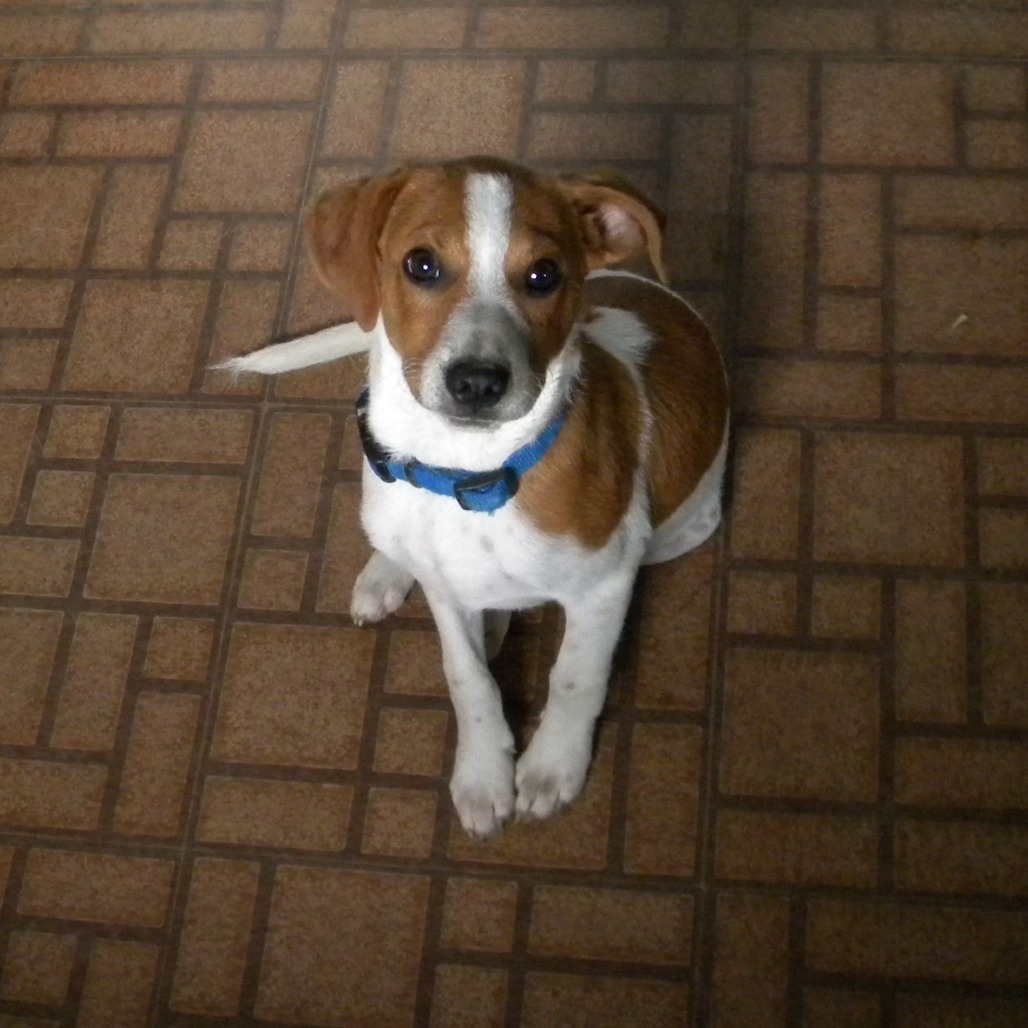 BOOTS - Beagle available for adoption