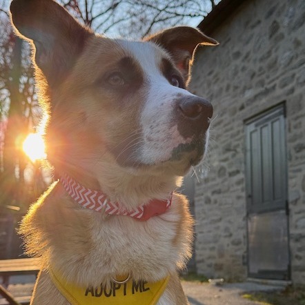 Keylo is available for adoption at ACCT Philly