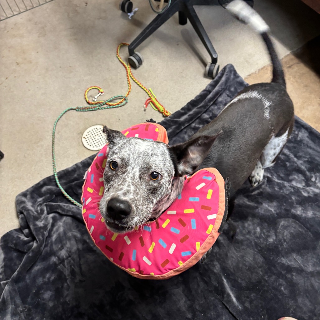 Agarita — thumbnail 6