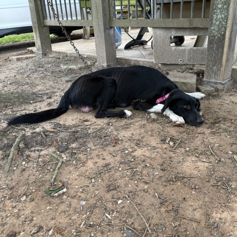 SHAKIRA - Collie, Border / Shepherd available for adoption