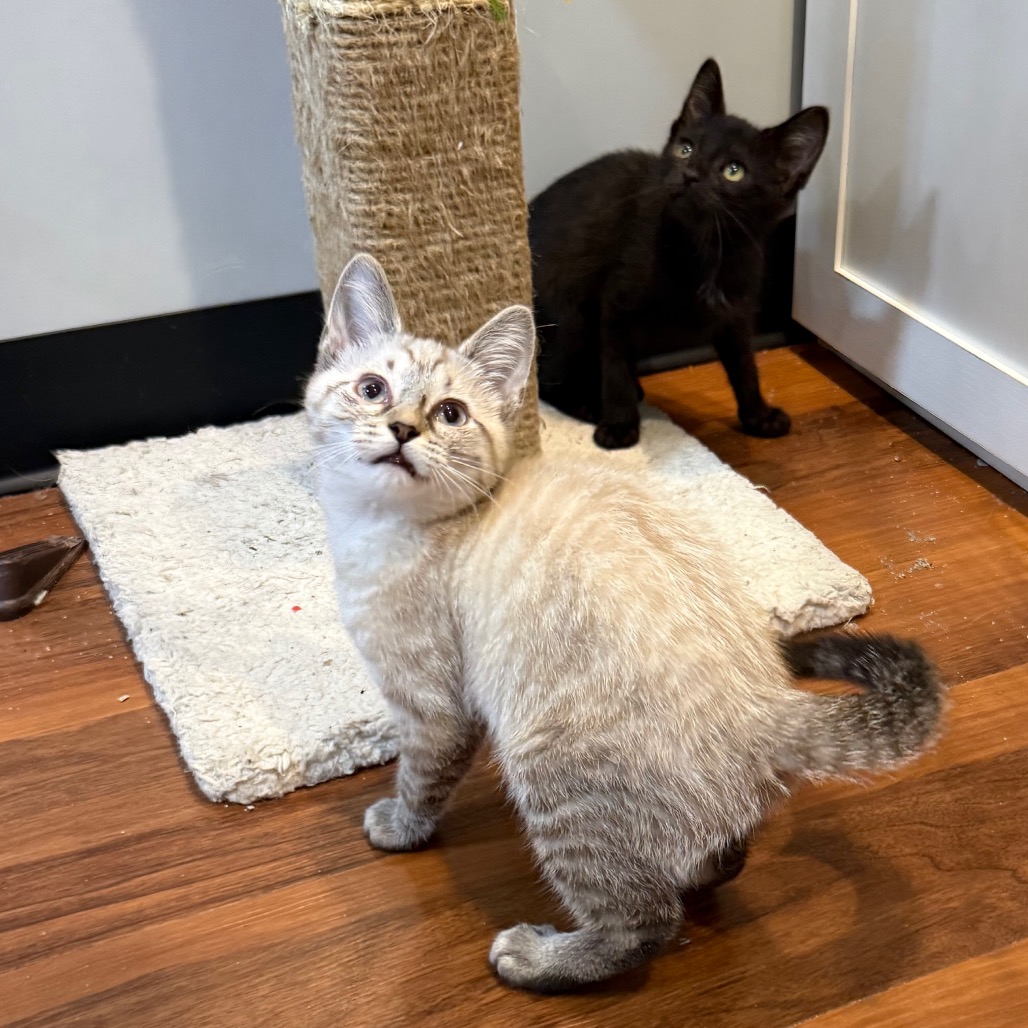 BISCUIT & MUFFIN - Domestic Shorthair available for adoption