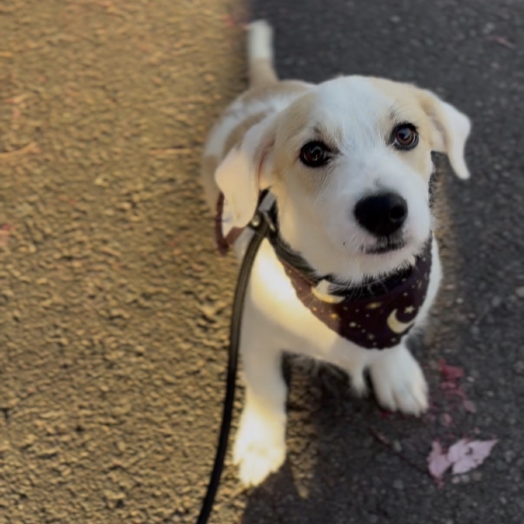 Remi, photo 6