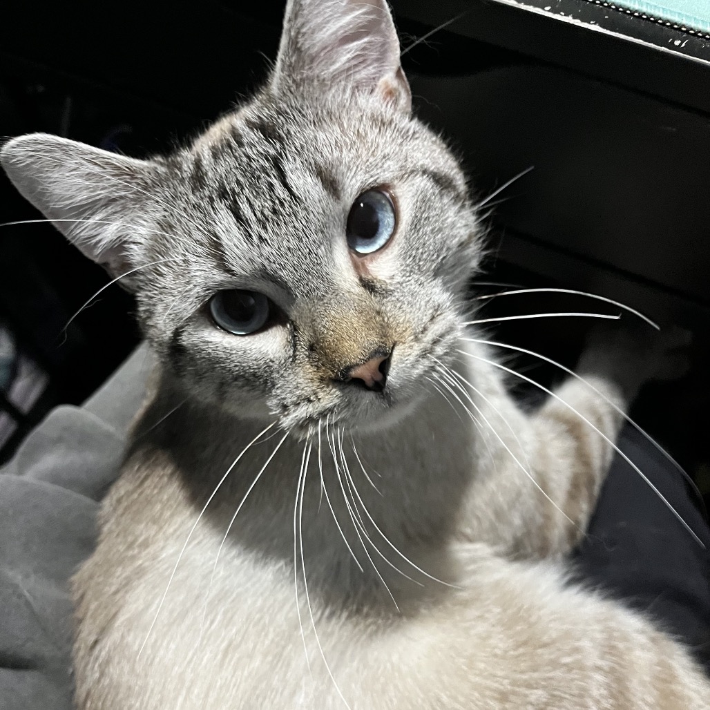 Milo, photo 7