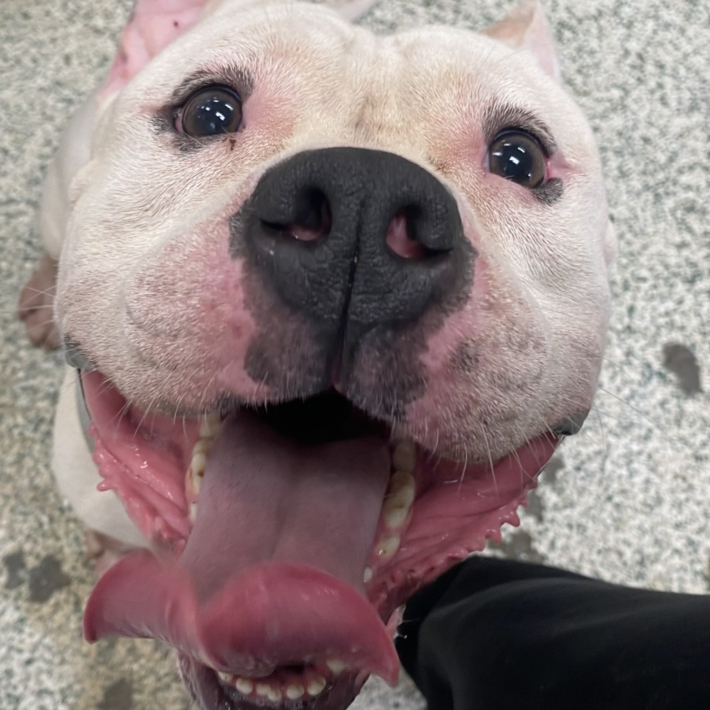 GHOST - Bulldog / American available for adoption