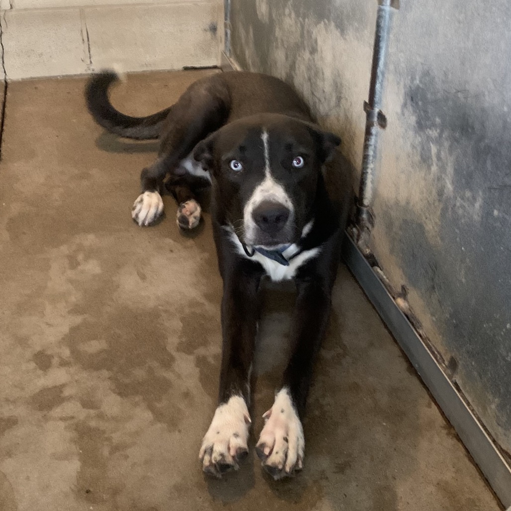HOWARD - Shepherd / Mix available for adoption