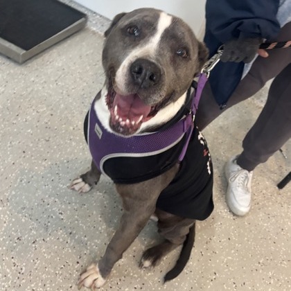 Princess Lollipop — thumbnail 5