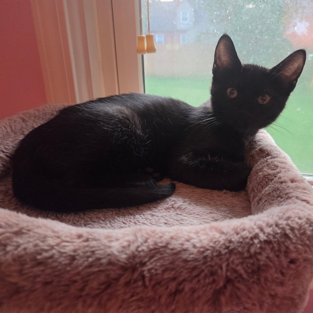 Jetson, an adoptable cat
