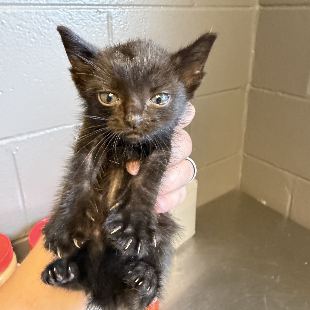 Tusc Stray 84373 2 3 4 5