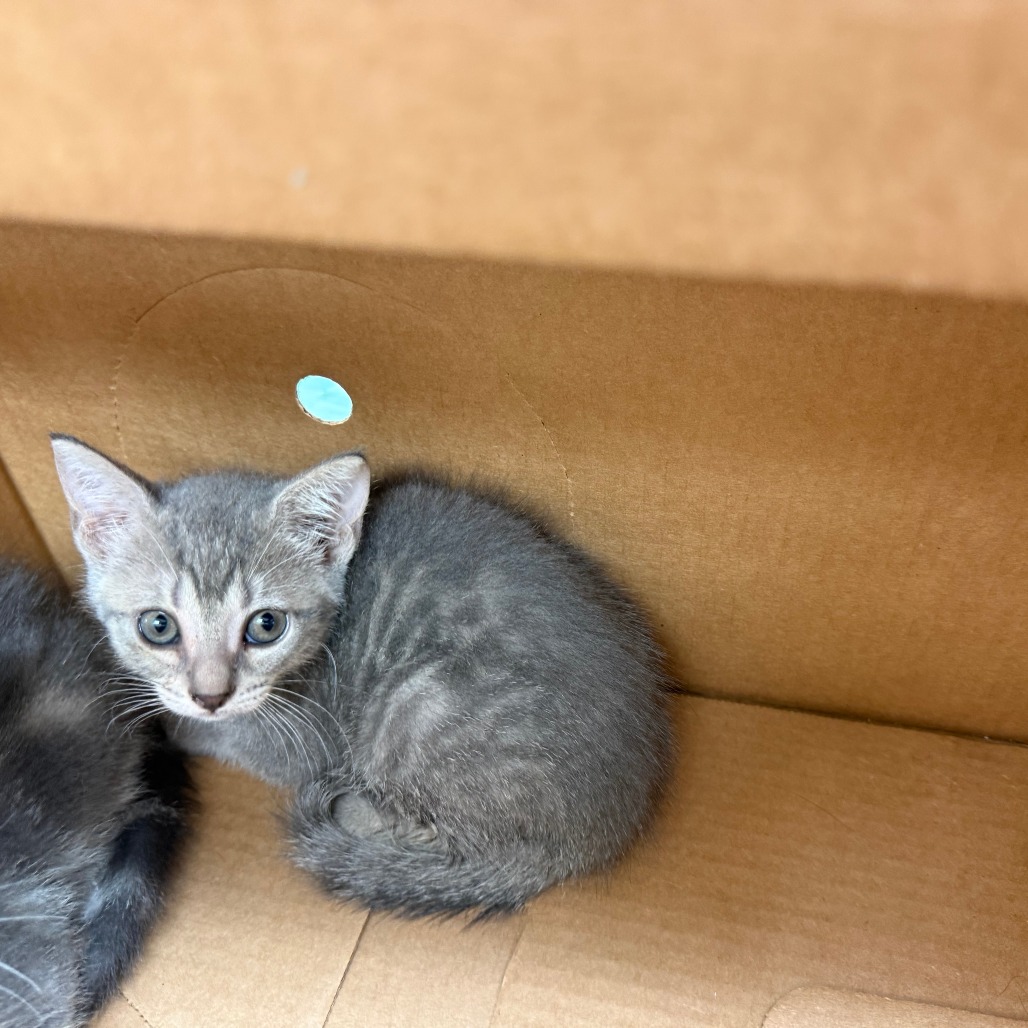 NEYTIRI - Domestic Shorthair available for adoption