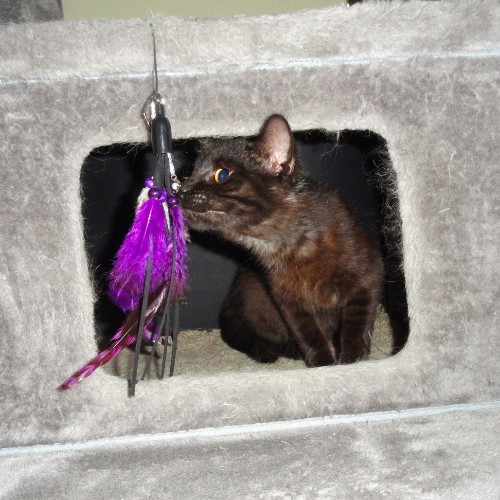 Jada C12130
