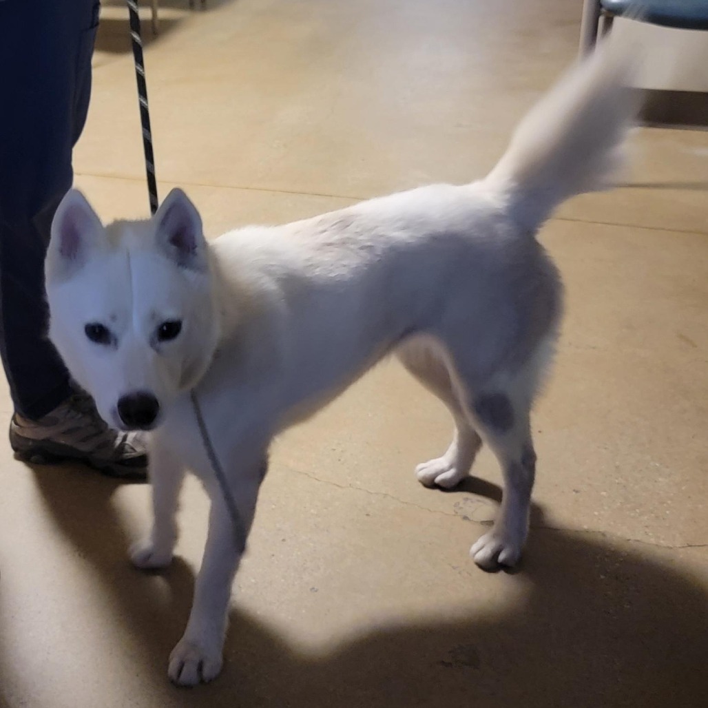 CHIQUITA - Husky, Siberian / Mix available for adoption