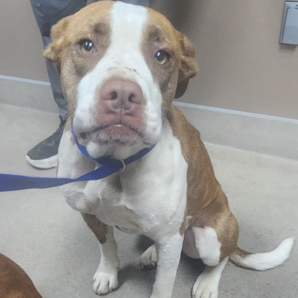 Kennel#31a(Cleo)'s preview photo