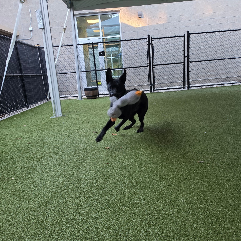 Meatball, photo 29