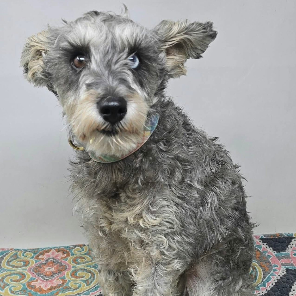 FOSTER NEEDED - Darcy