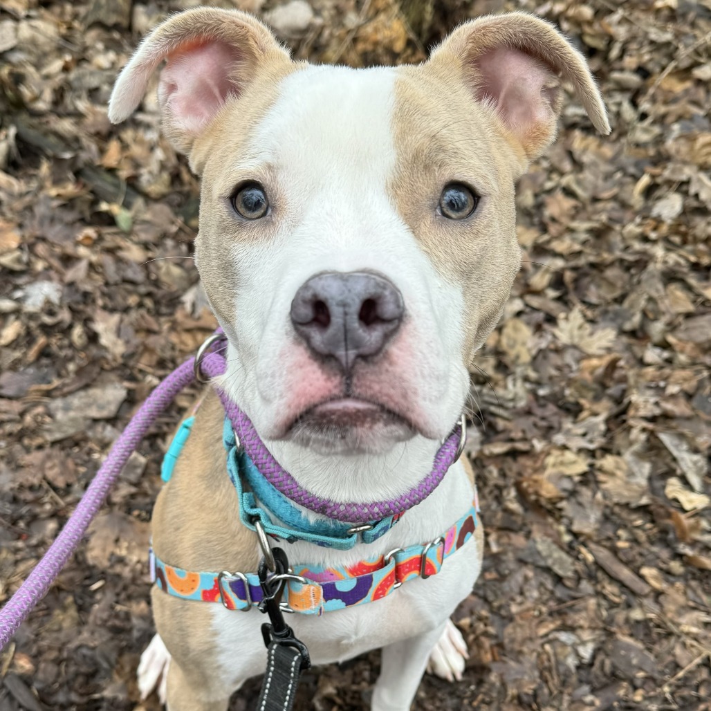 Stella — thumbnail 8