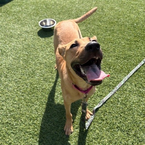 Photo of Artemisia 18