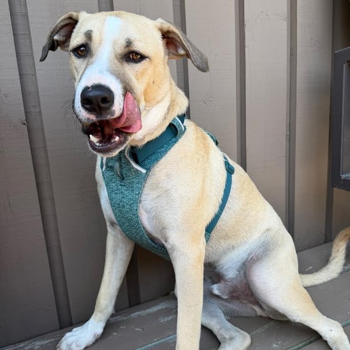 WINSTON - Mixed Breed (Medium) for adoption in Madison