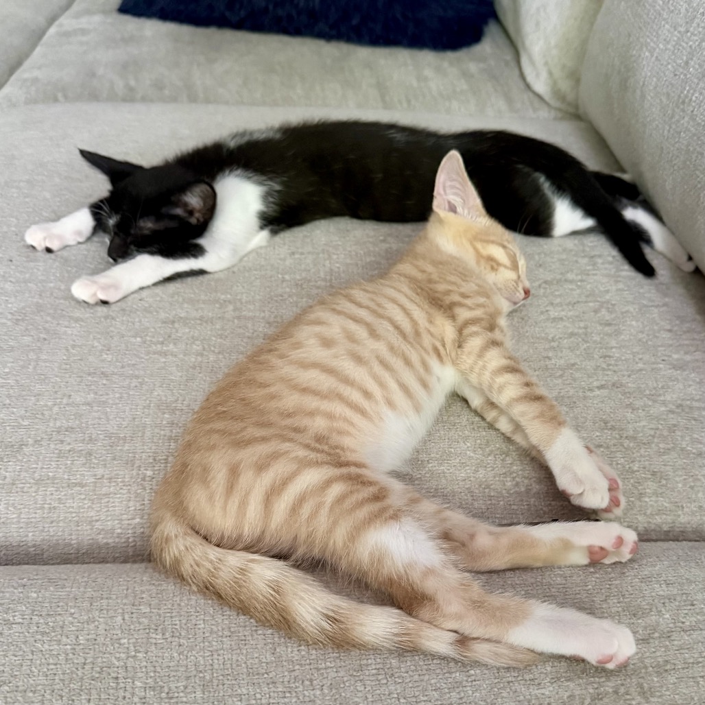80a0fe473c86ad44cbbc4f0abffd4303.jpeg