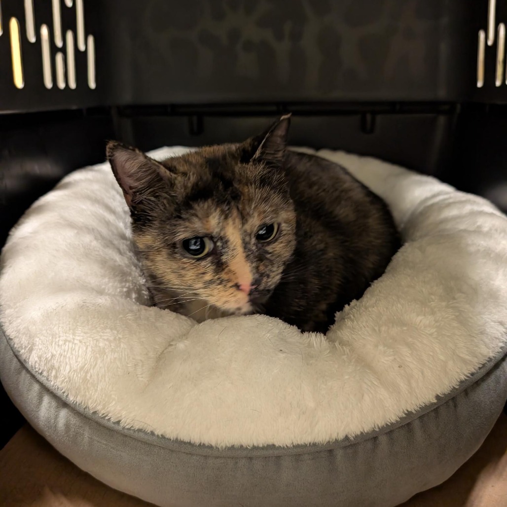 GOCHUJANG - Domestic Shorthair available for adoption