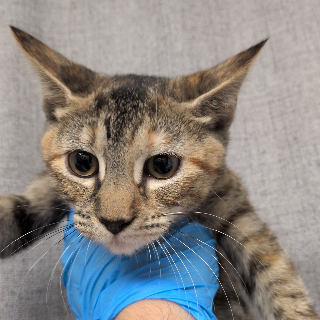 PRINCESS DAISY - Domestic Shorthair / Mix for adoption in Hattiesburg