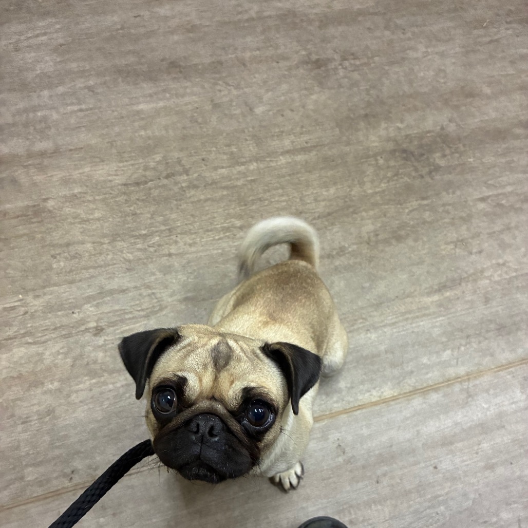 Pug