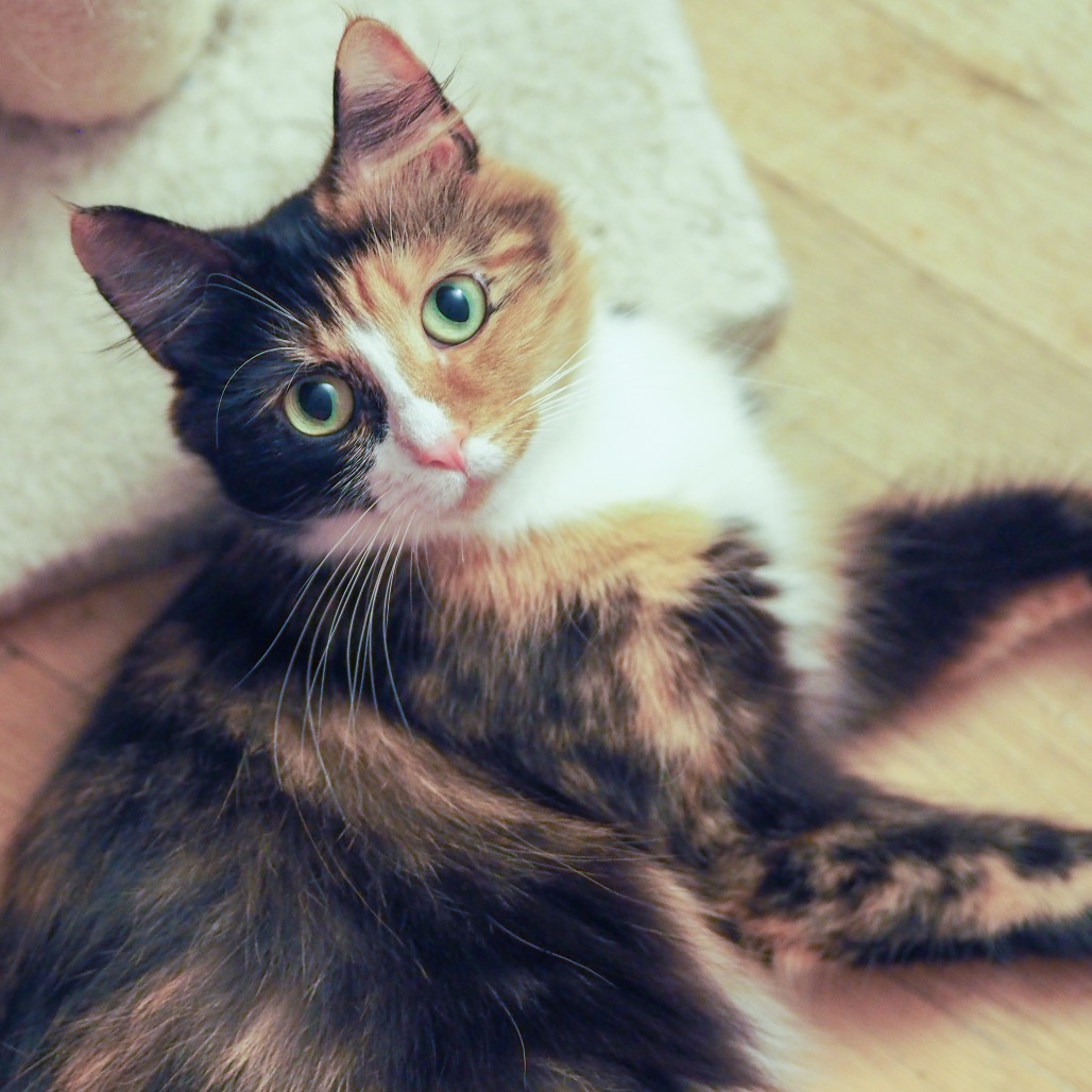 Rosie, photo 4