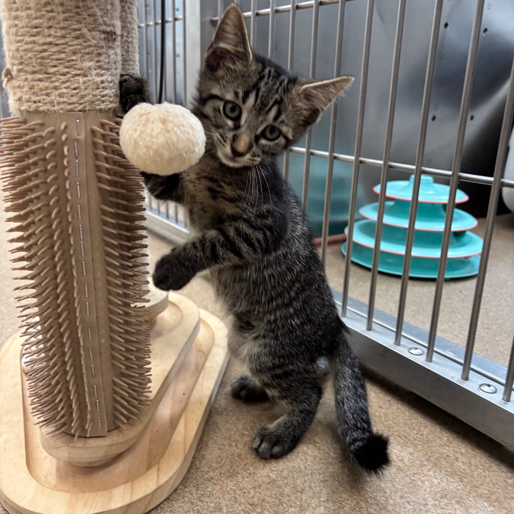 Photo of Aspen, a cat adopted from Gulf Coast Humane Society