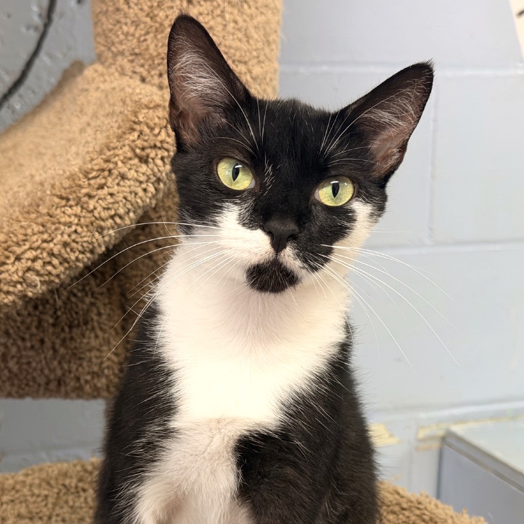 MAMACITA - Domestic Shorthair available for adoption