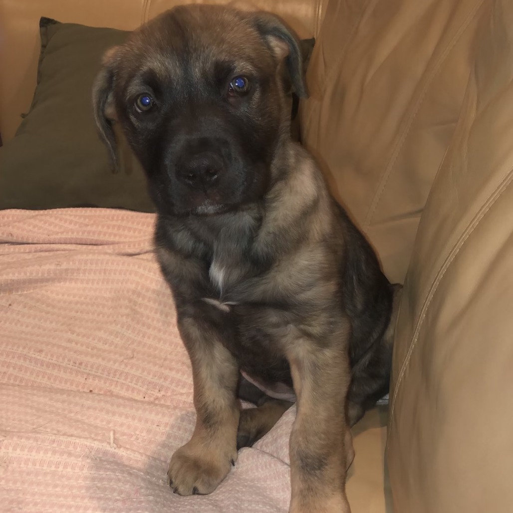 S'more — thumbnail 4