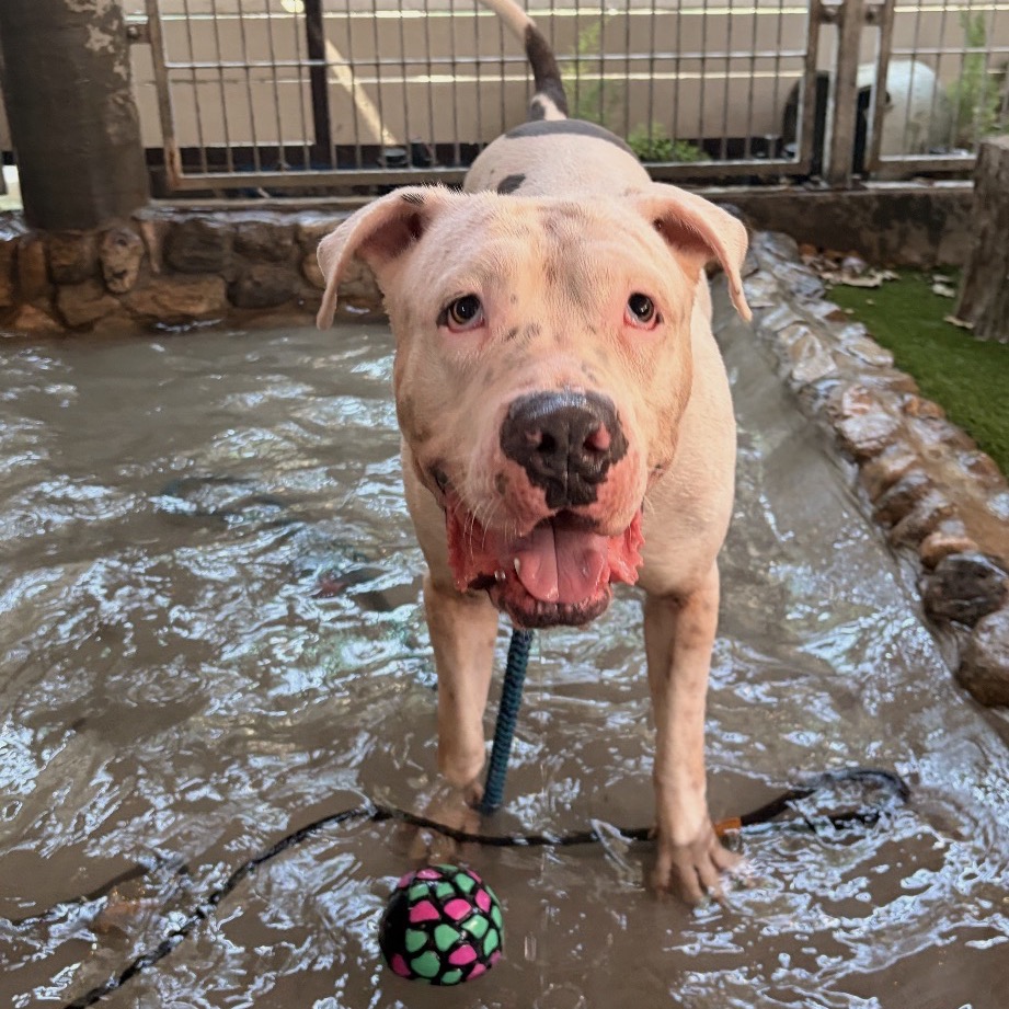 Pit Bull