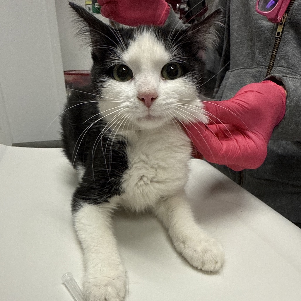 ASPEN - Domestic Shorthair available for adoption