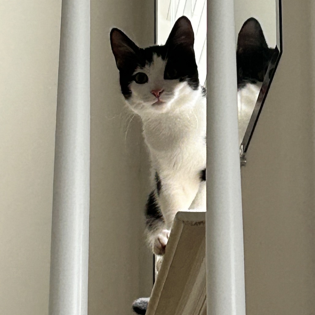 Pedro, photo 8
