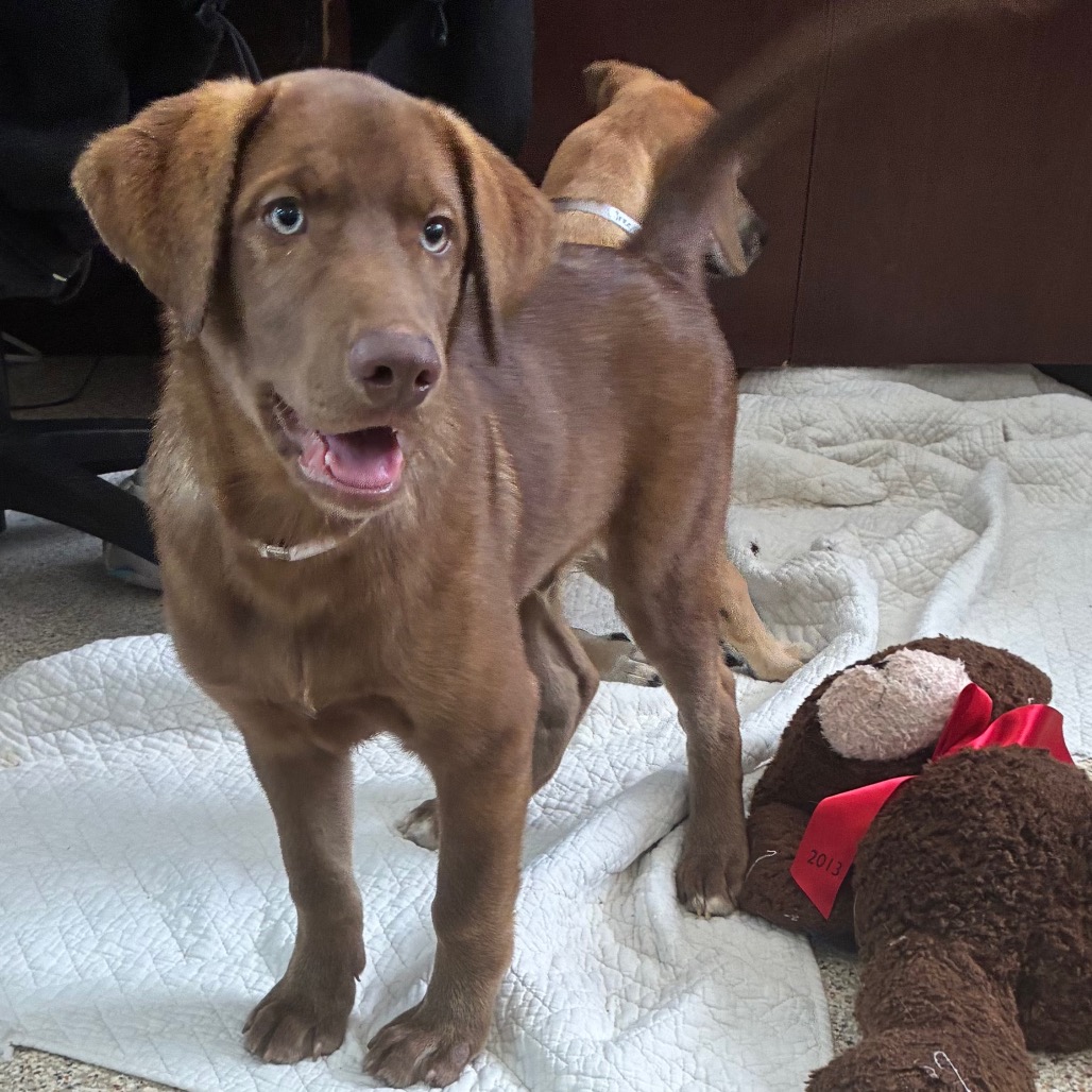 AMOS - Retriever, Labrador / Husky available for adoption