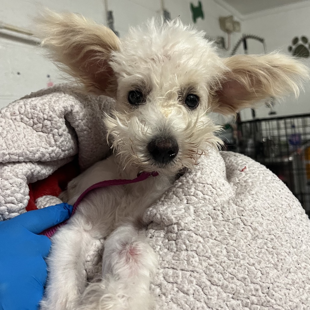 lida-bida-boda-butt-is-available-for-adoption-at-palm-valley-animal-society