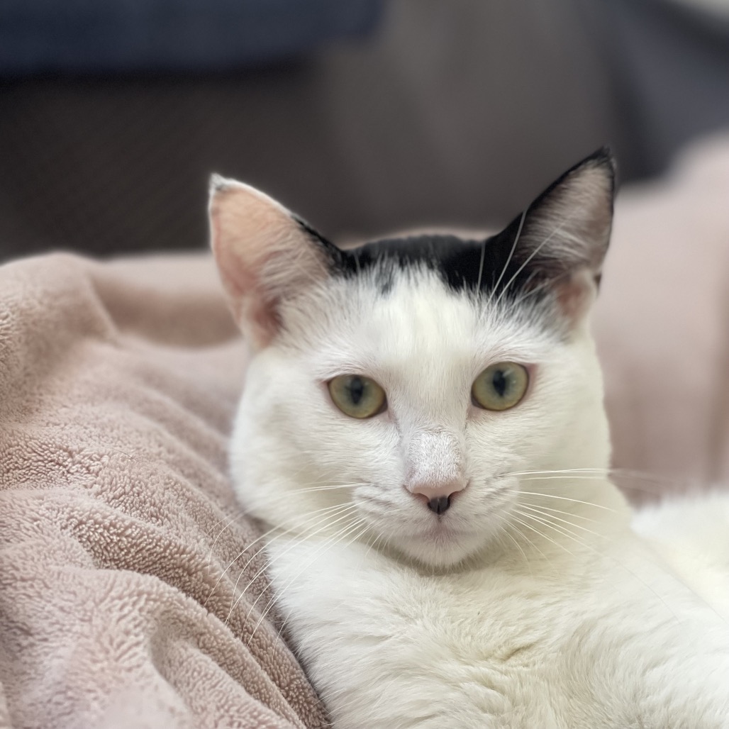 Lily, photo 20