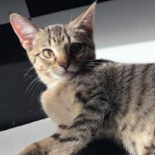 Marble, available for adoption