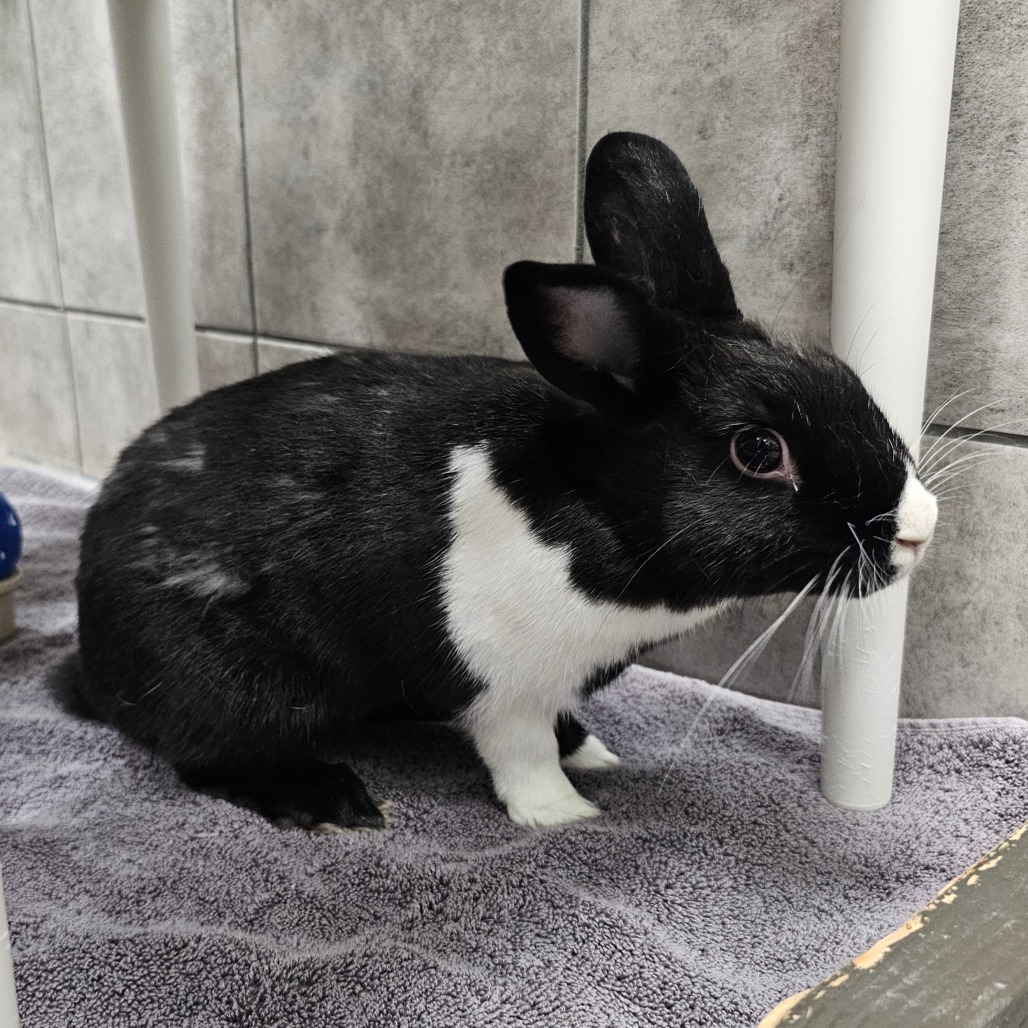 HOPPER is available for adoption at Nevada SPCA