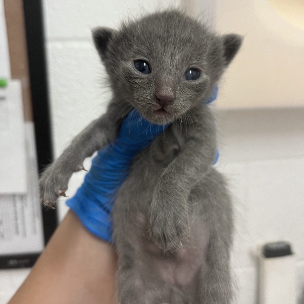 Watson, available for adoption at PVAS