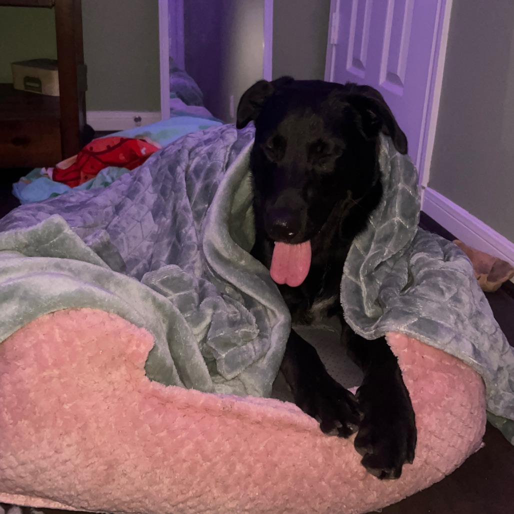 BRUCE - Retriever, Labrador / Mix available for adoption