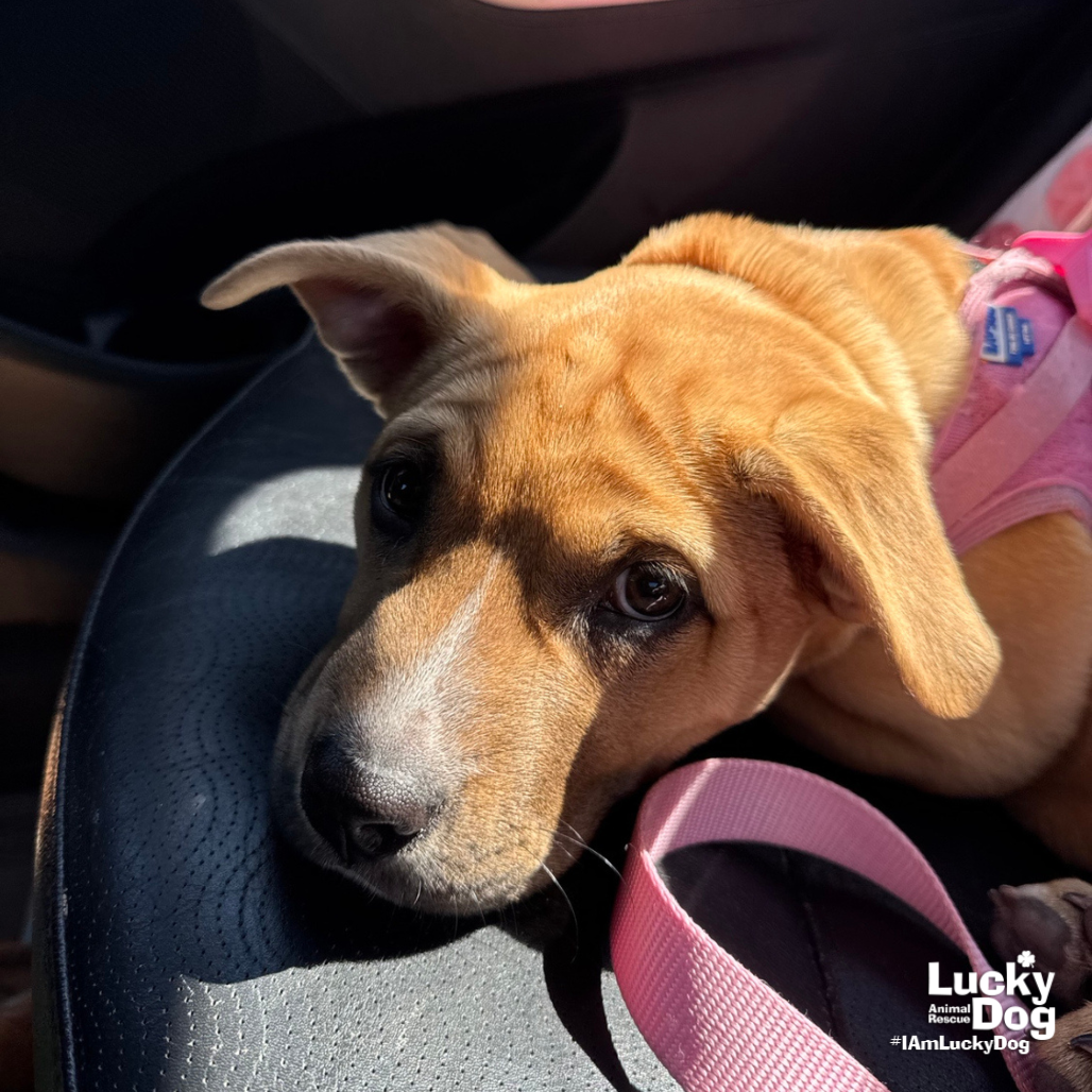 BABBETTE - Retriever, Labrador / Shepherd available for adoption