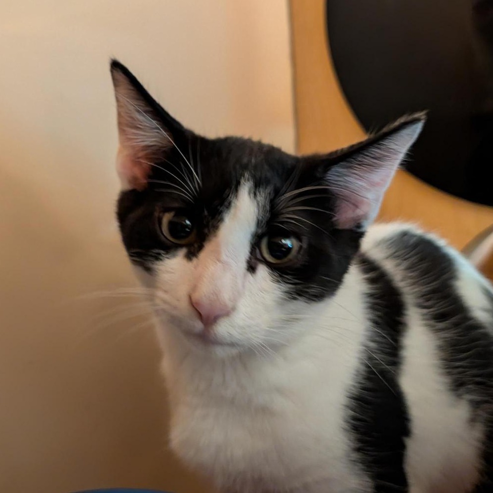 MOO MOO - Domestic Shorthair available for adoption
