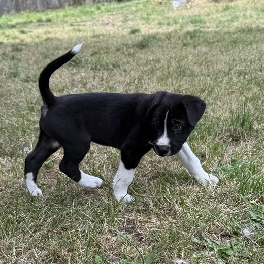 Fonzie