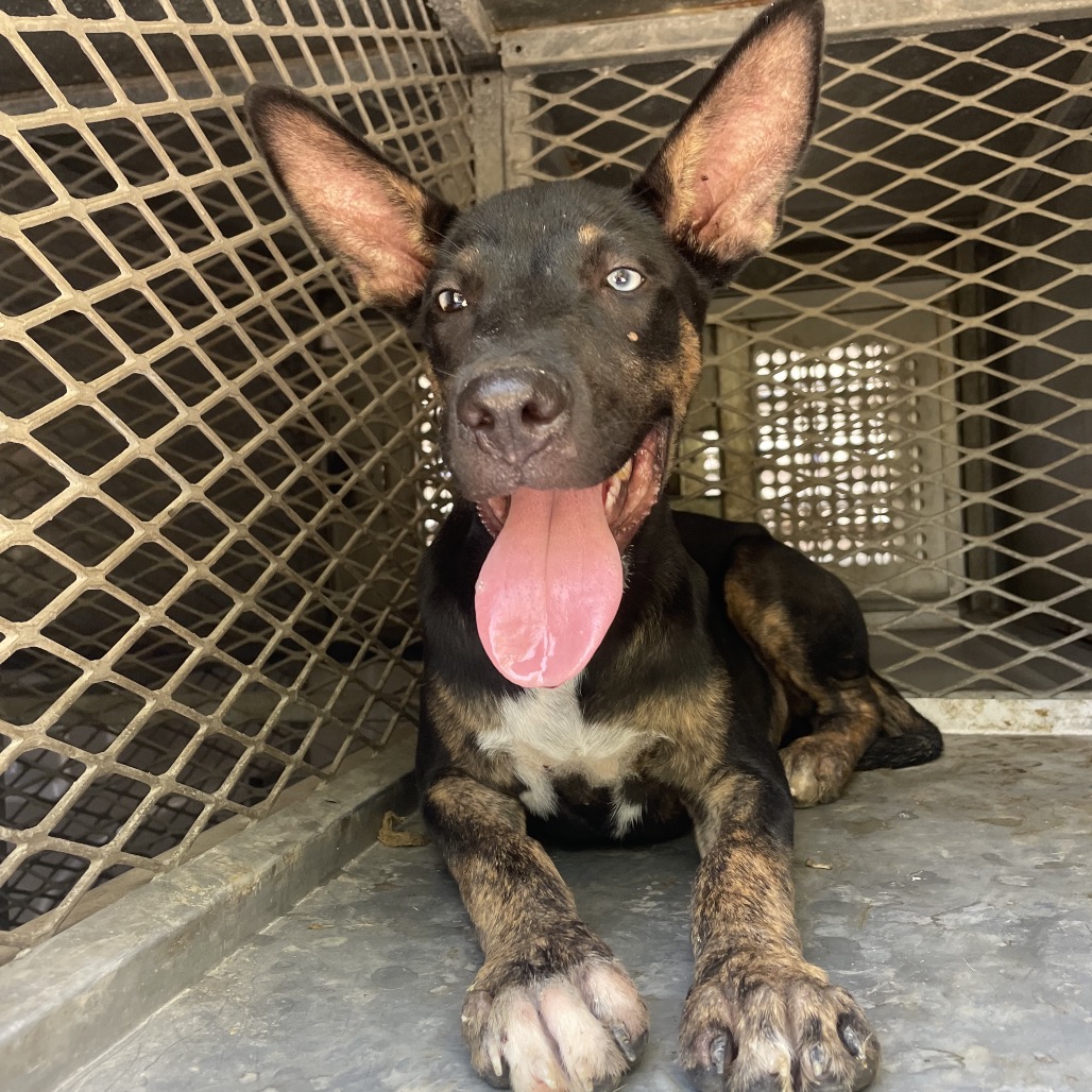 BENTLEY - Shepherd available for adoption